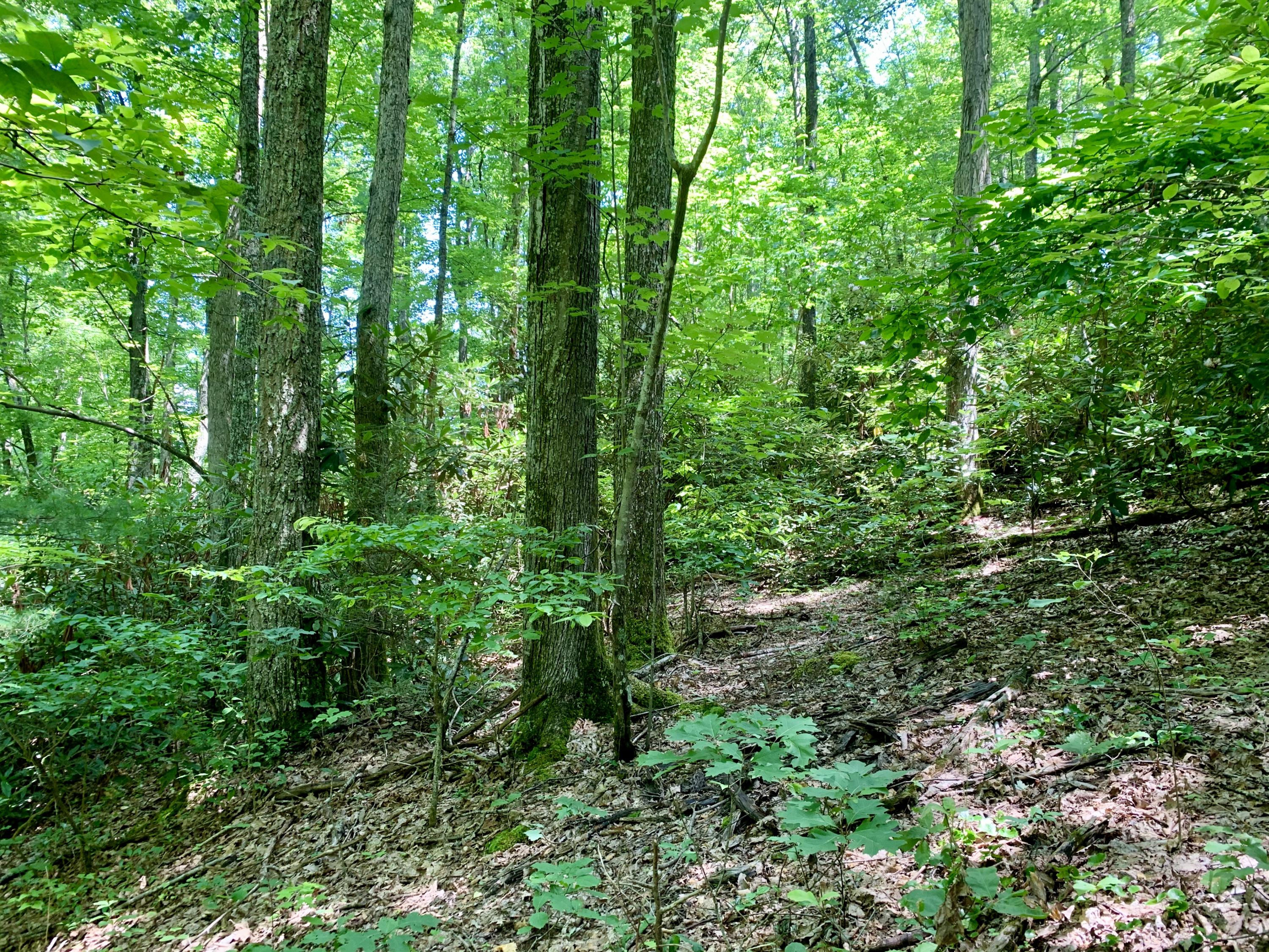 404 Cassi Road Chuckey, TN 37641 - Photo 20 of 40 IMG_0998 (1)