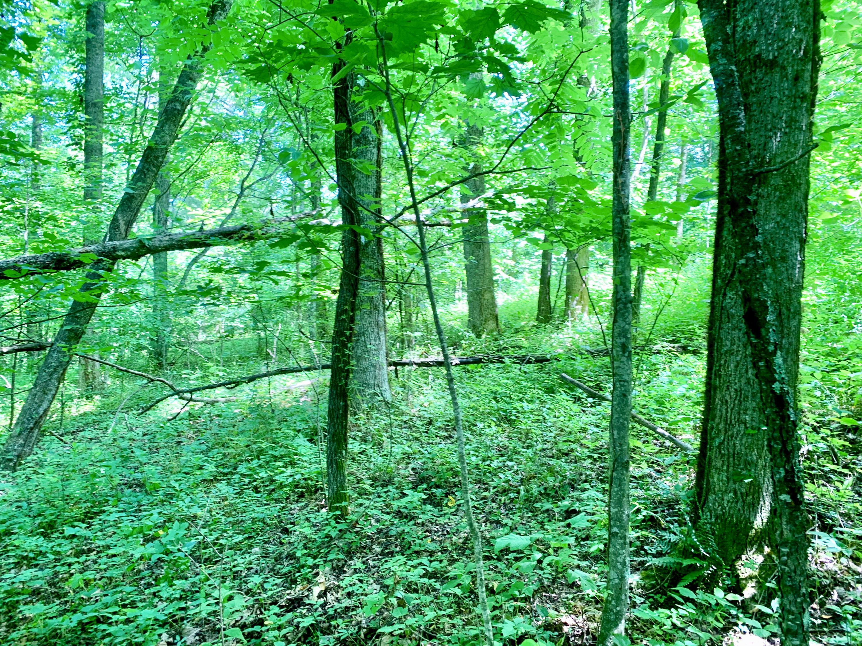 404 Cassi Road Chuckey, TN 37641 - Photo 7 of 40 IMG_0983