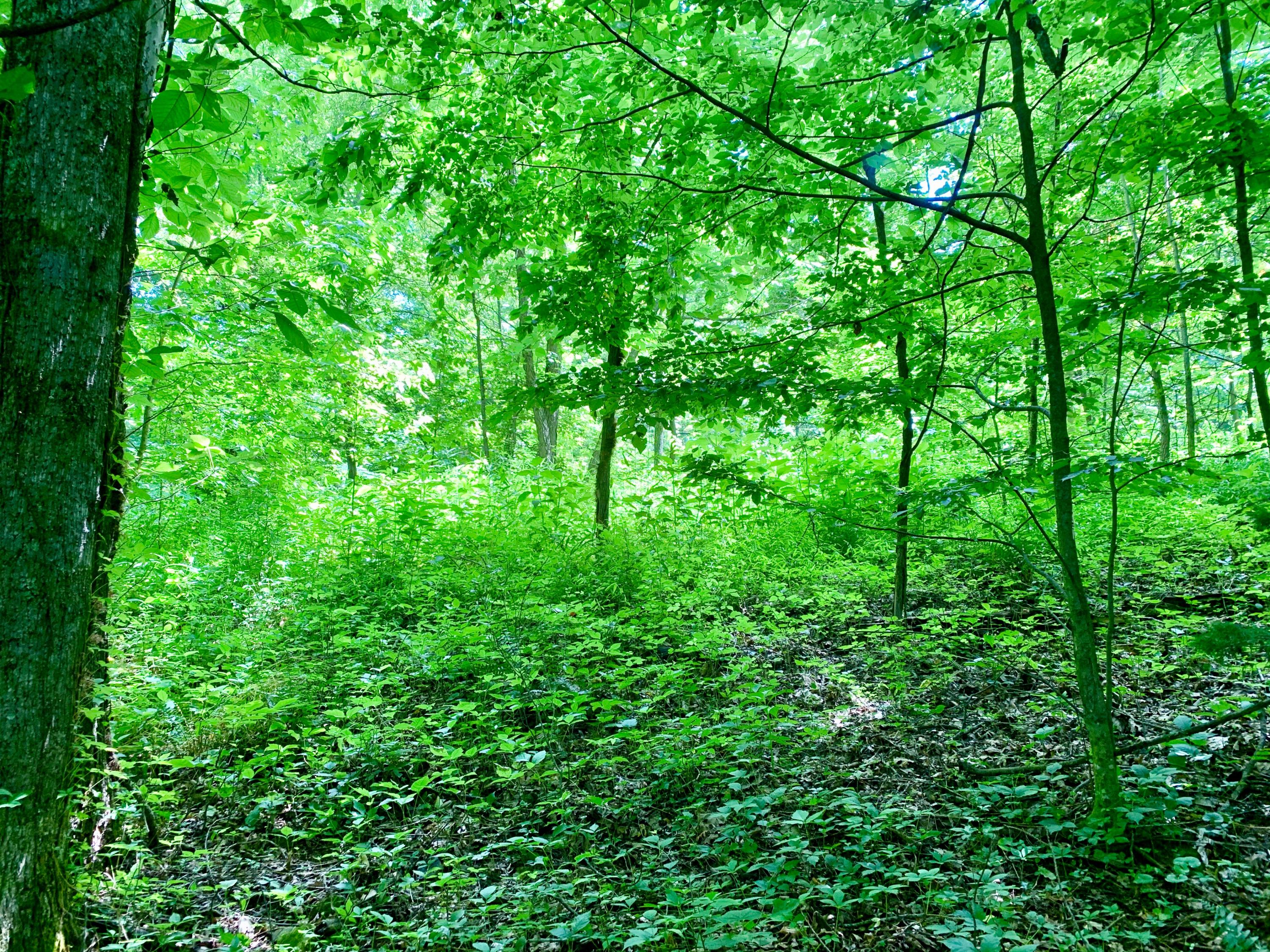 404 Cassi Road Chuckey, TN 37641 - Photo 8 of 40 IMG_0984