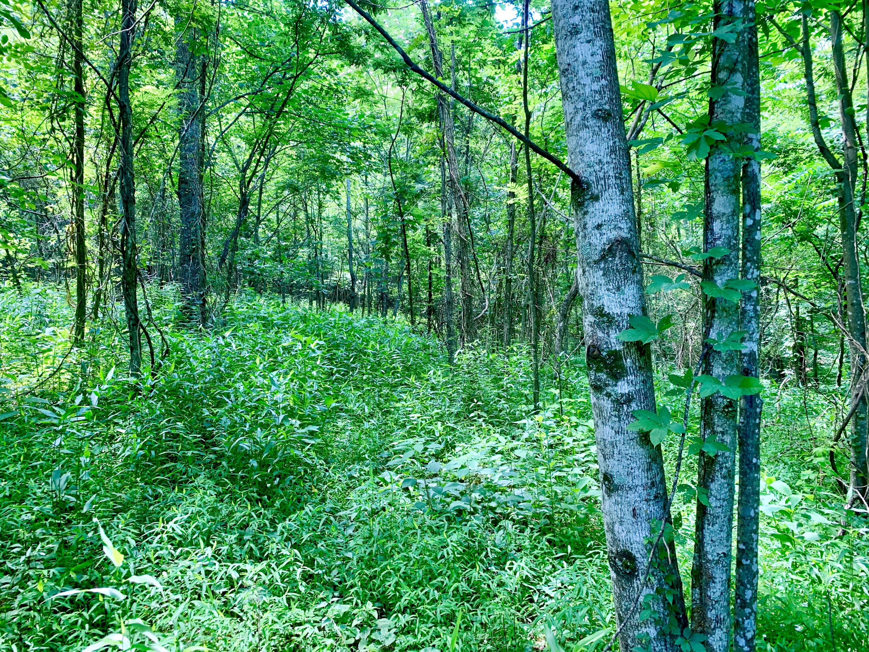 404 Cassi Road Chuckey, TN 37641 - Photo 10 of 40 IMG_0987