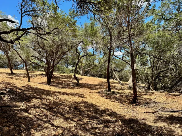 a view of road and trees