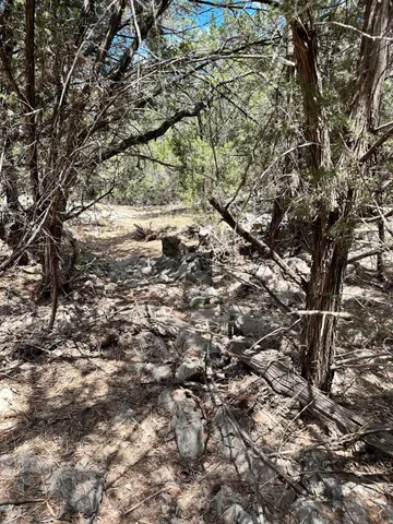 a view of a tree with a park