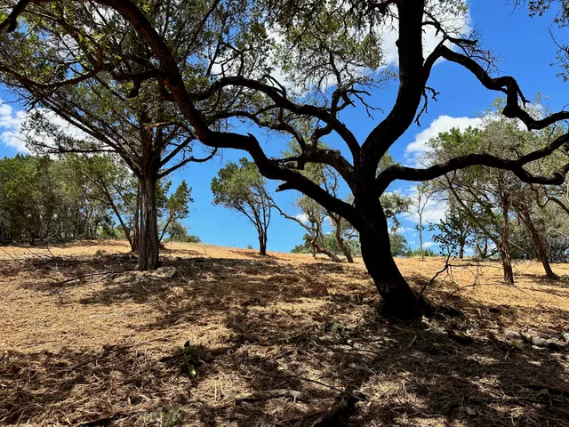 a view of mountain view with a tree