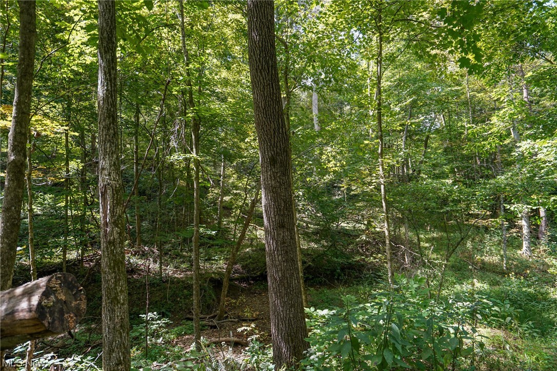 555 State Route Blue Rock, OH 43720 - Photo 6 of 28 View of nature