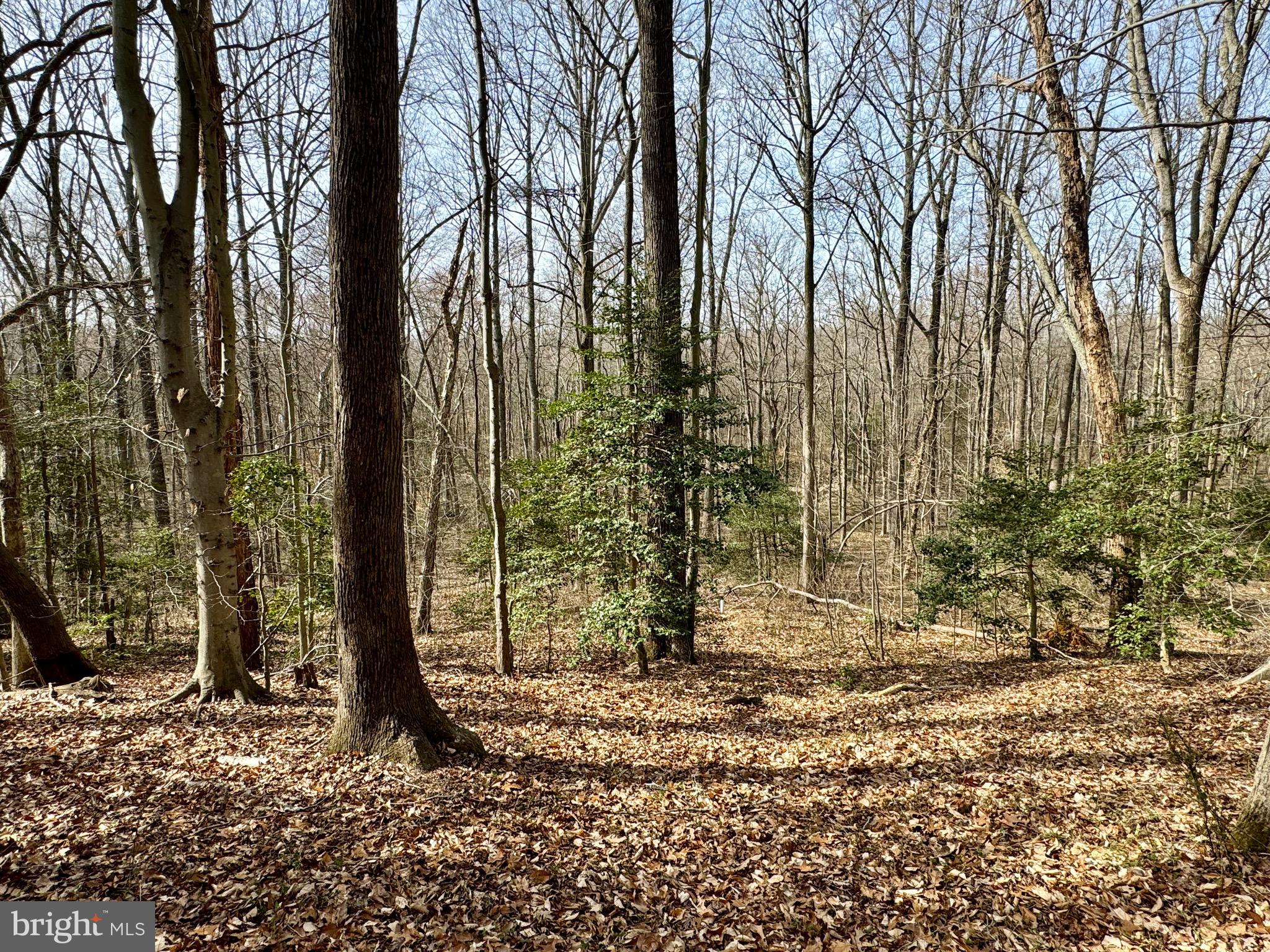 10226 Springhill Newtown Road La Plata, MD 20646 - Photo 13 of 39 a backyard of a house with lots of green space