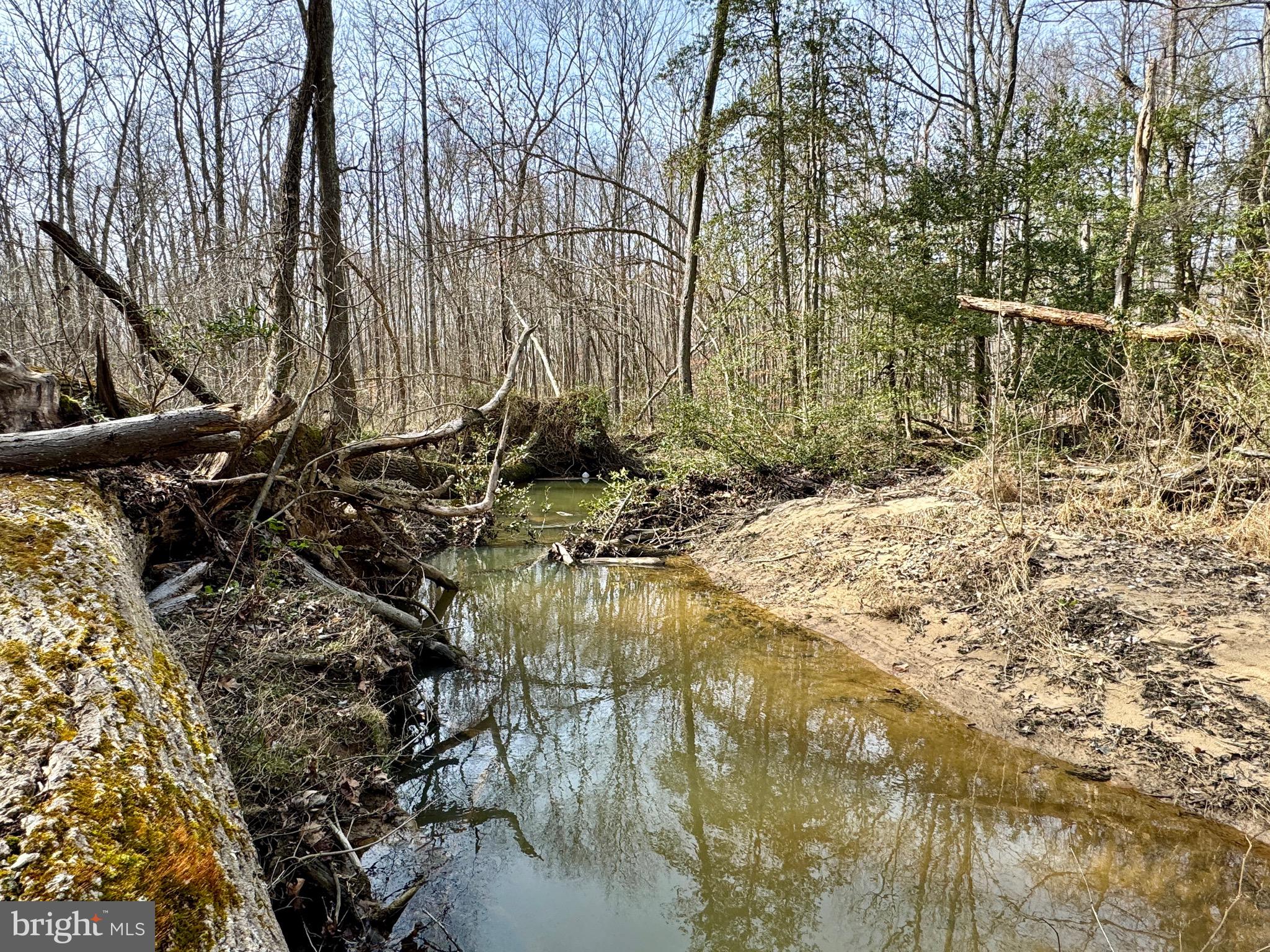 10226 Springhill Newtown Road La Plata, MD 20646 - Photo 24 of 39 a view of a yard with a trees