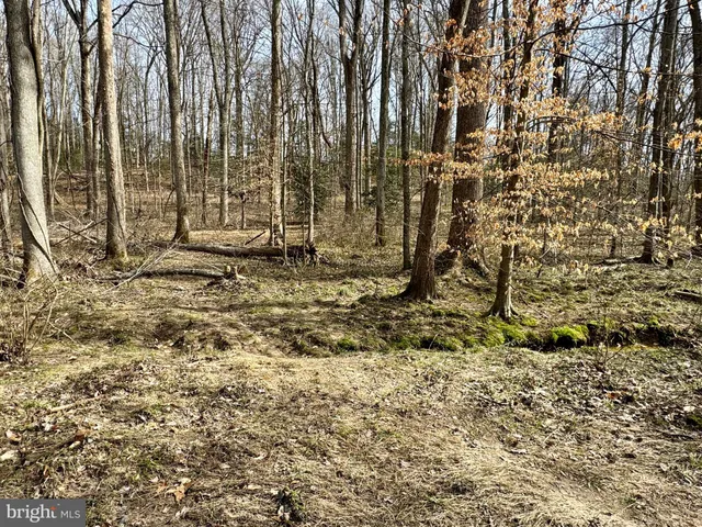 a view of outdoor space with lots of trees