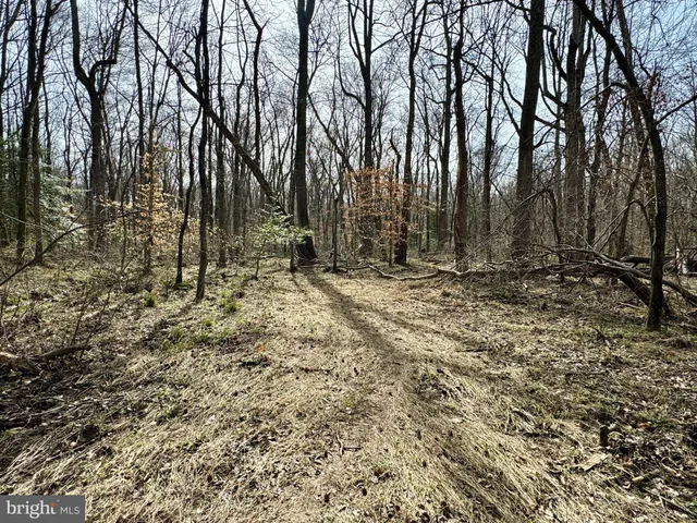 a map view of a tree