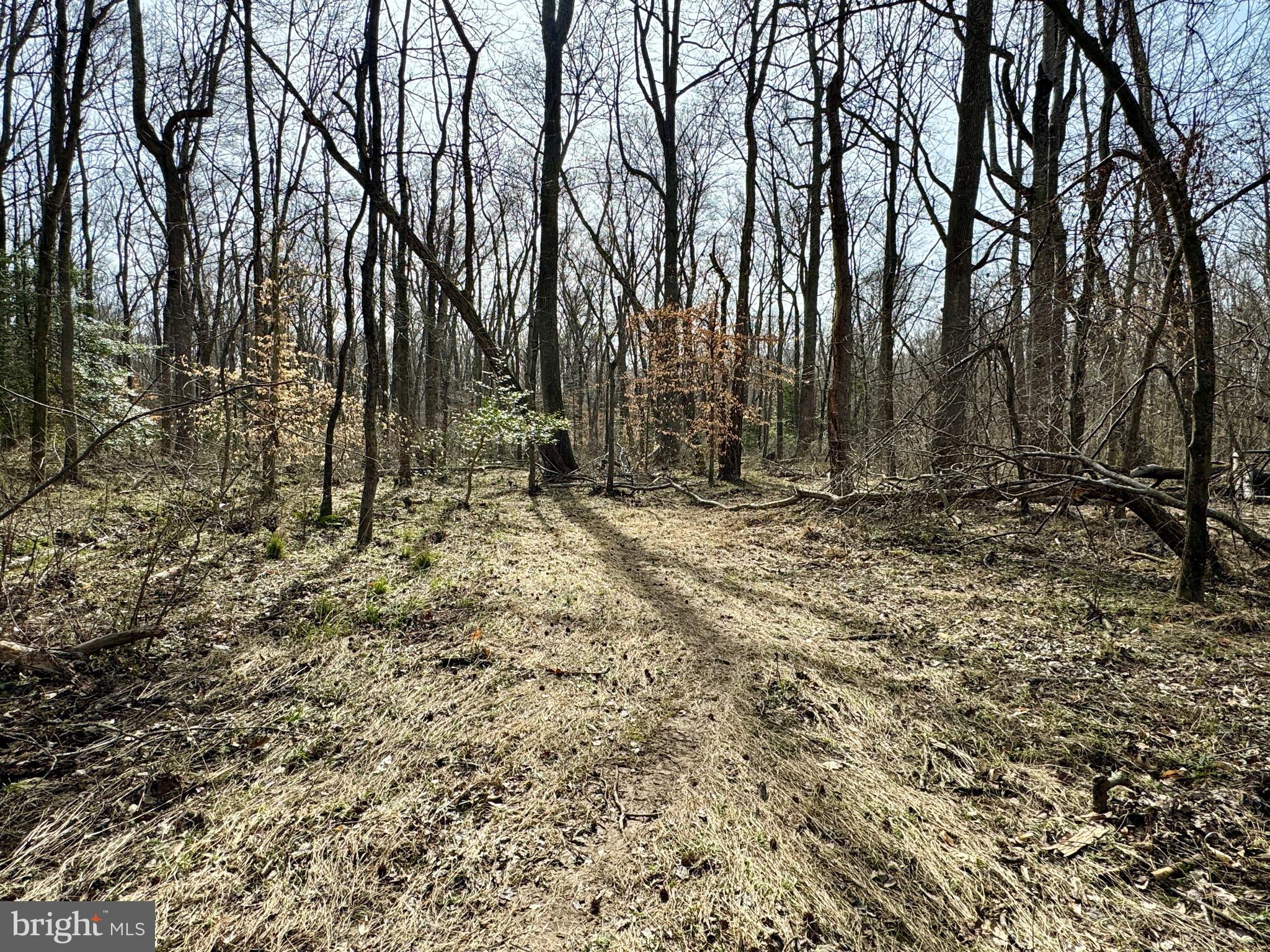 10226 Springhill Newtown Road La Plata, MD 20646 - Photo 28 of 39 a view of outdoor space and trees