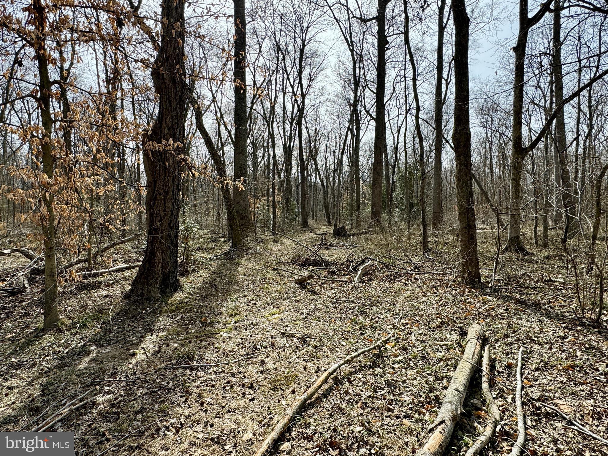 10226 Springhill Newtown Road La Plata, MD 20646 - Photo 29 of 39 a view of outdoor space with lots of trees