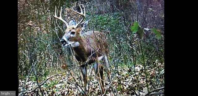 a view of a lake from a yard