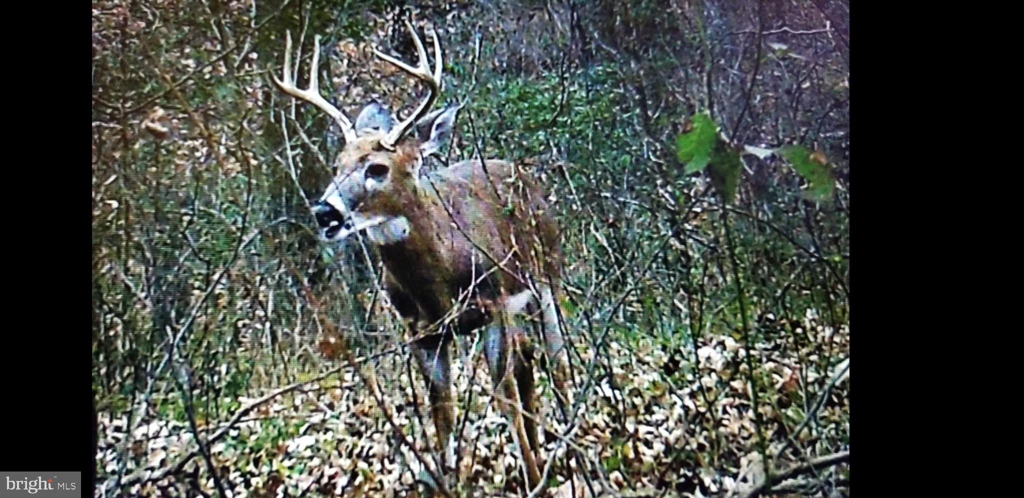 10226 Springhill Newtown Road La Plata, MD 20646 - Photo 30 of 39 a map view of a tree