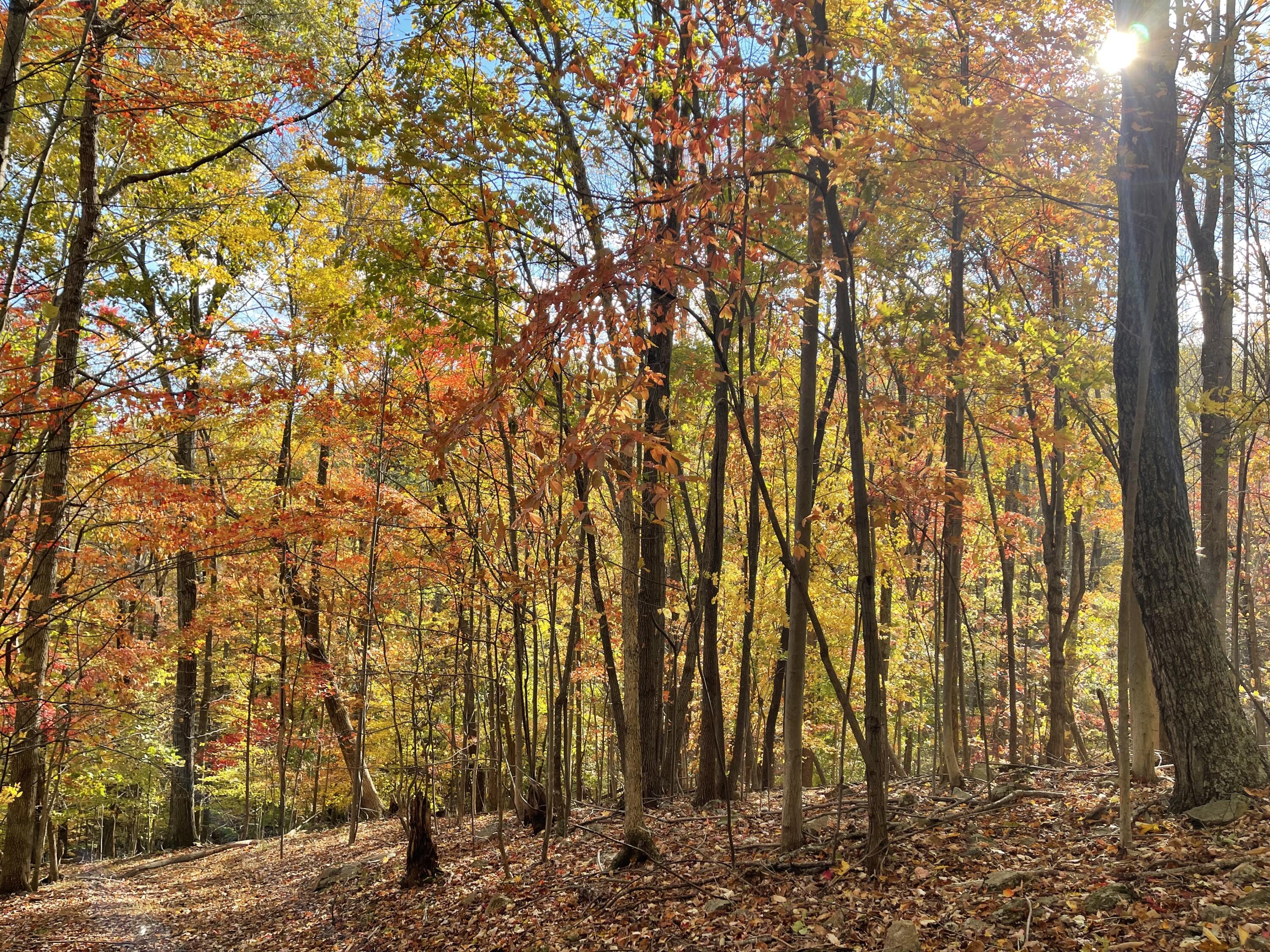 Photo Oct 31 2025, 3 42 47 PM