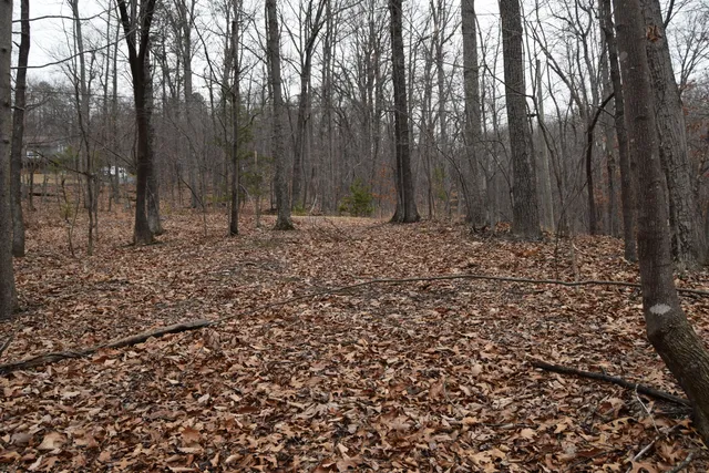 a view of a yard with large trees