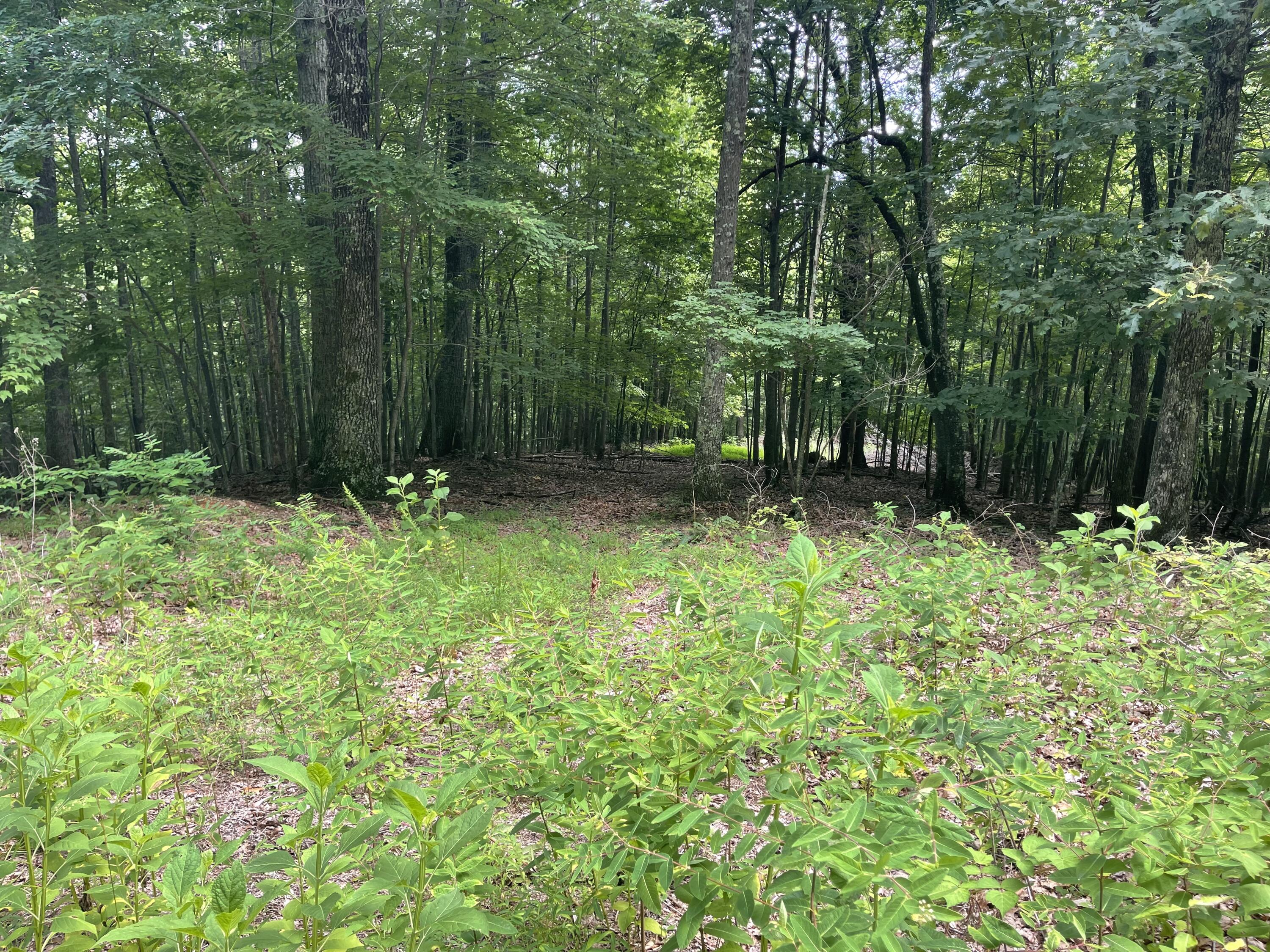 0 Hickory Falls Road Blue Ridge, VA 24064 - Photo 14 of 29 a backyard of a house with lots of green space and trees
