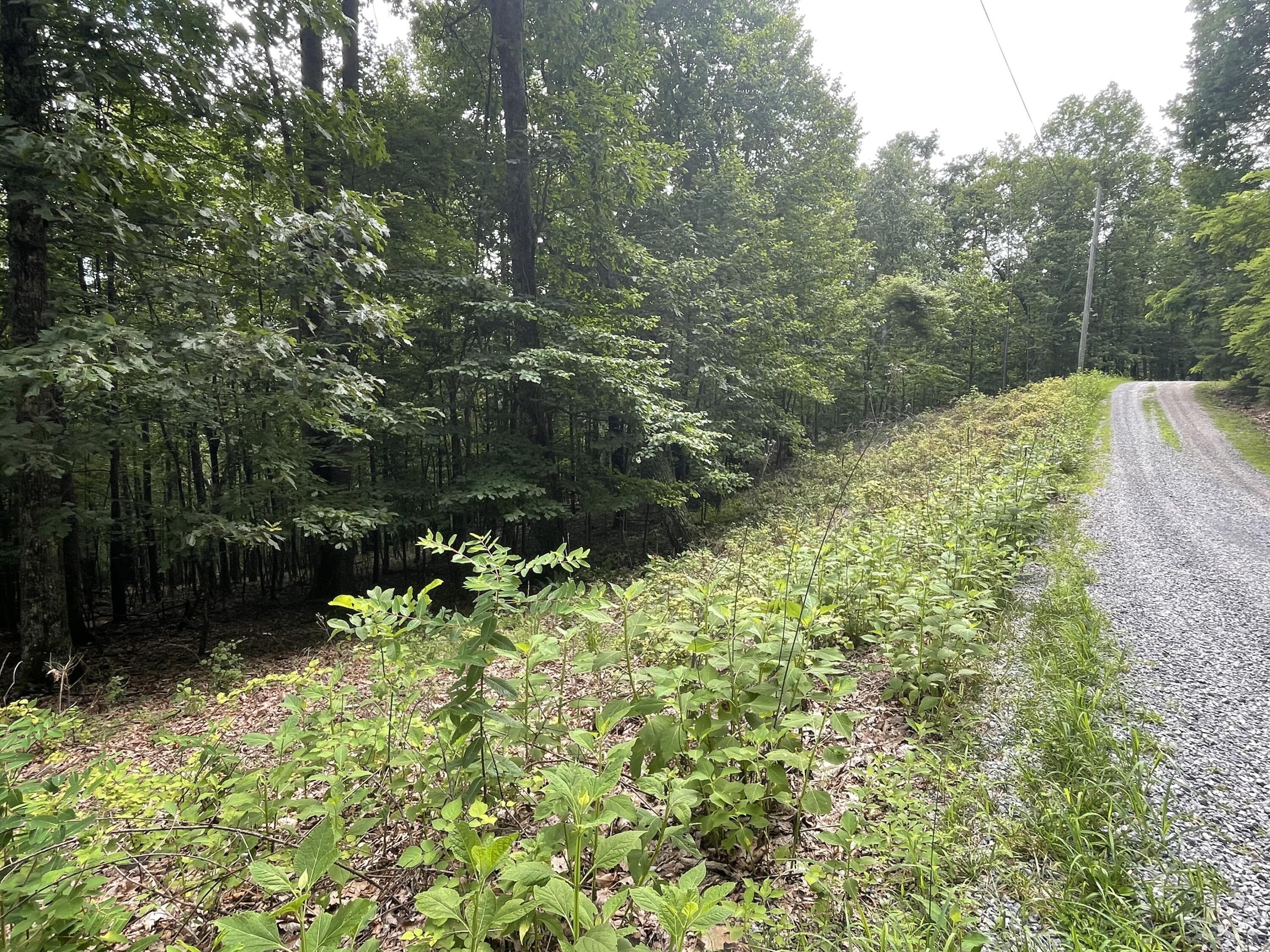 0 Hickory Falls Road Blue Ridge, VA 24064 - Photo 15 of 29 a view of a garden with plants and large trees