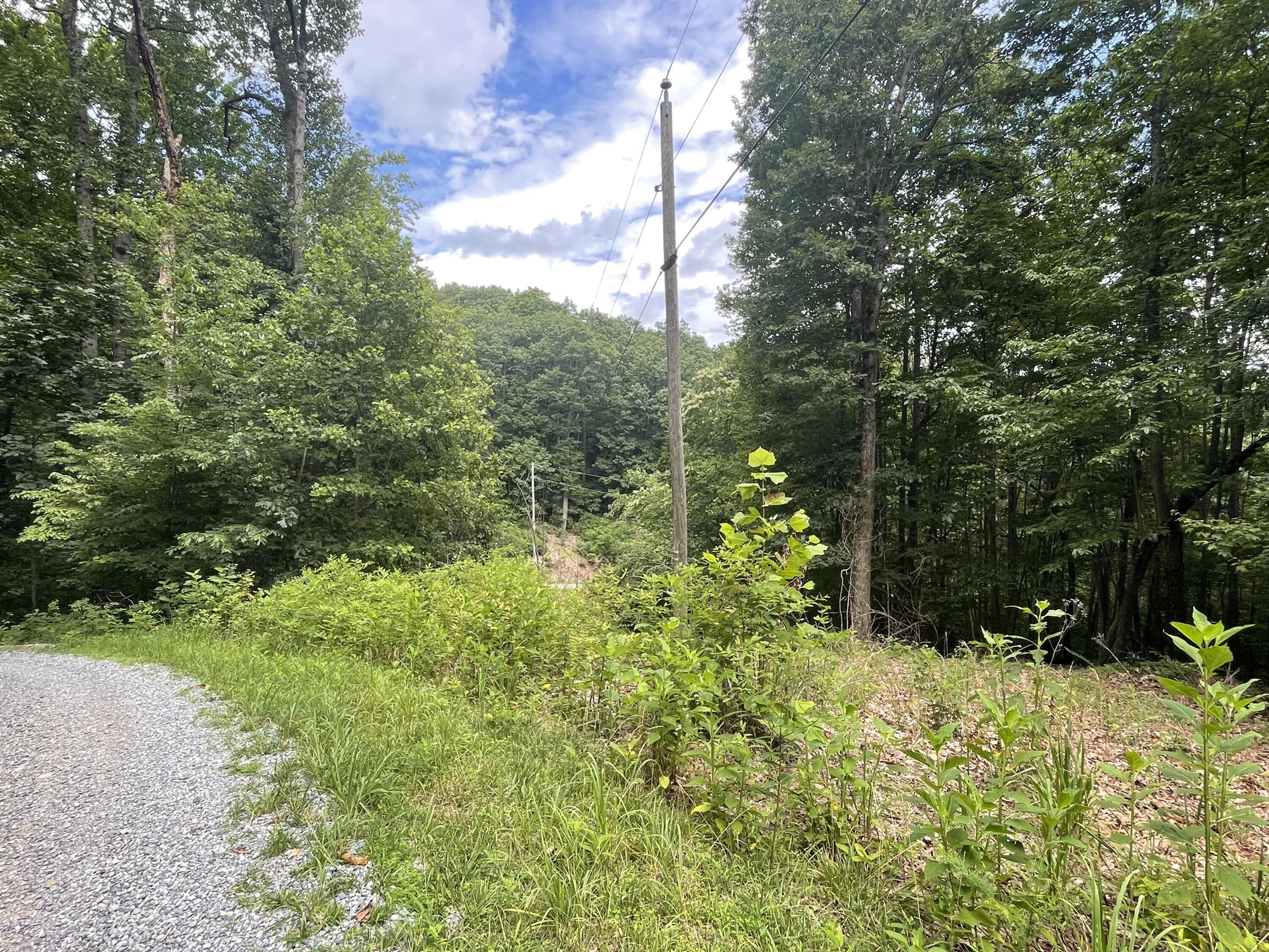 0 Hickory Falls Road Blue Ridge, VA 24064 - Photo 16 of 29 a view of a yard with plants and large trees