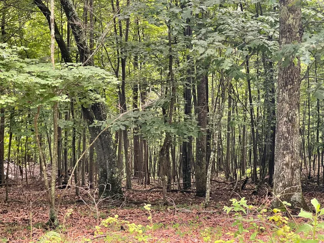 $67,900 | 0 Hickory Falls Road, Blue Ridge, VA 24064