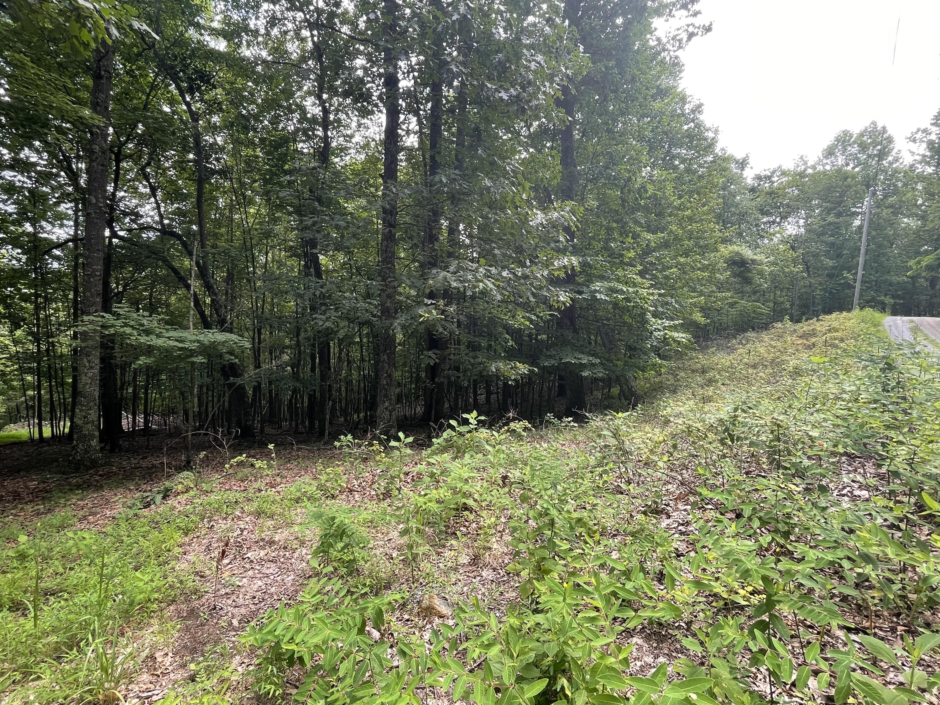 0 Hickory Falls Road Blue Ridge, VA 24064 - Photo 19 of 29 a backyard of a house with lots of green space