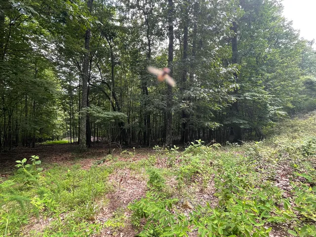 $67,900 | 0 Hickory Falls Road, Blue Ridge, VA 24064