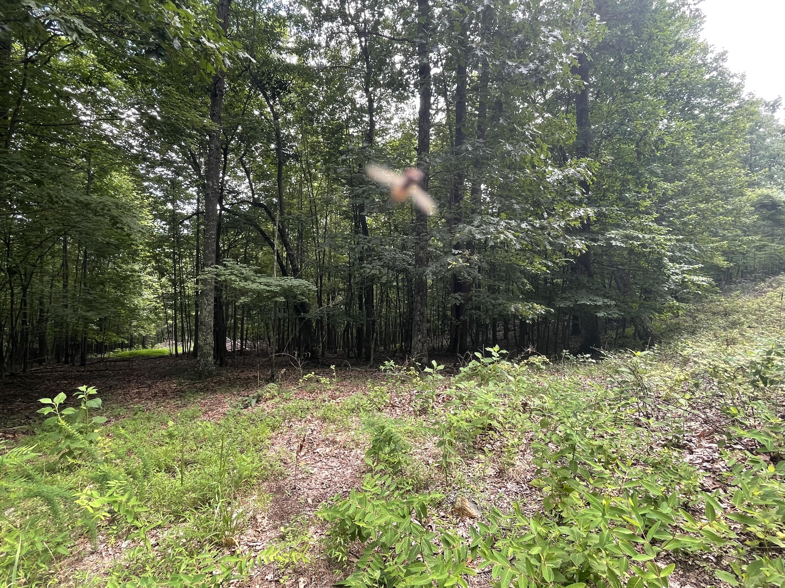 0 Hickory Falls Road Blue Ridge, VA 24064 - Photo 20 of 29 a backyard of a house