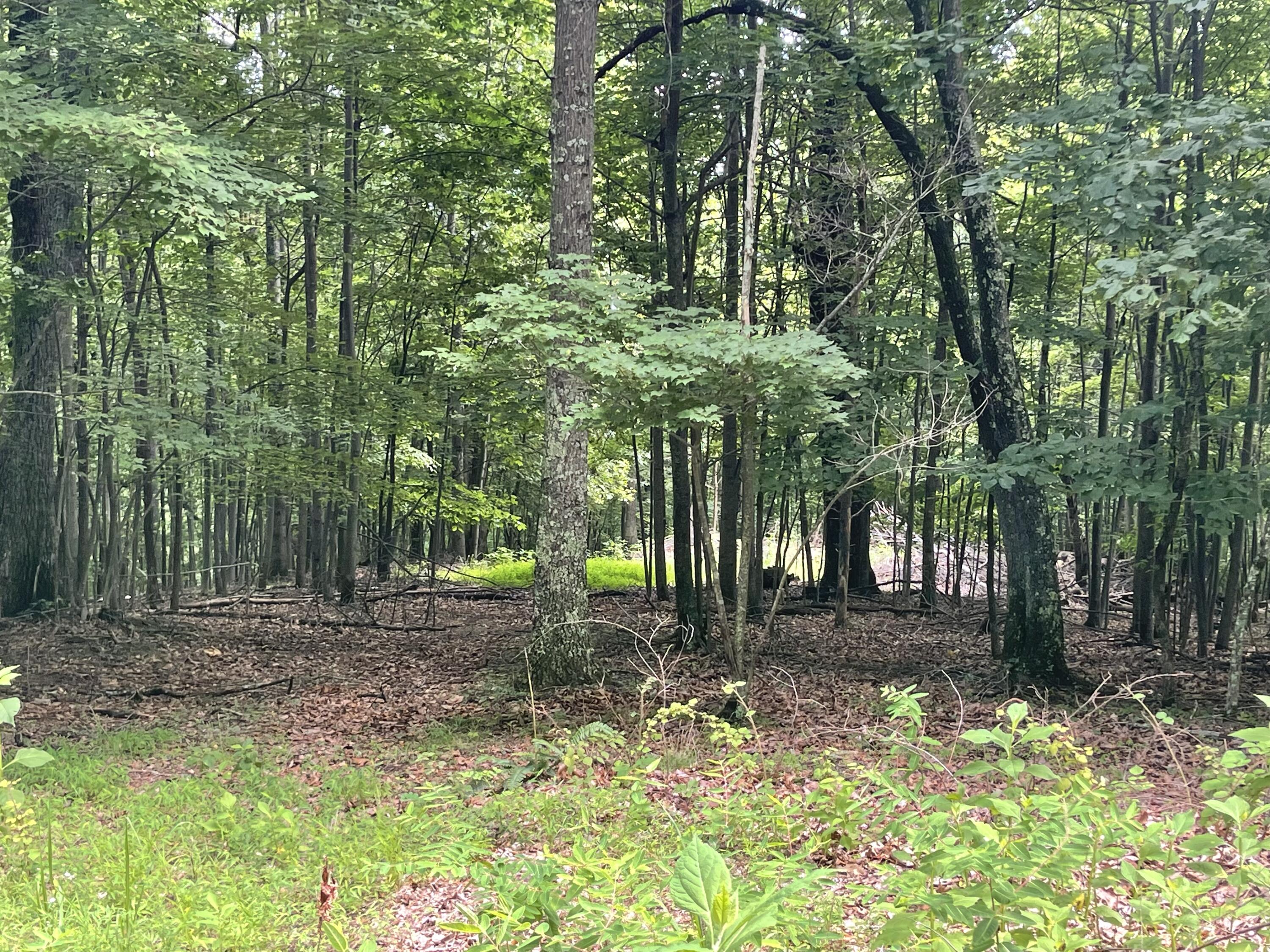 0 Hickory Falls Road Blue Ridge, VA 24064 - Photo 2 of 29 a backyard of a house with lots of green space