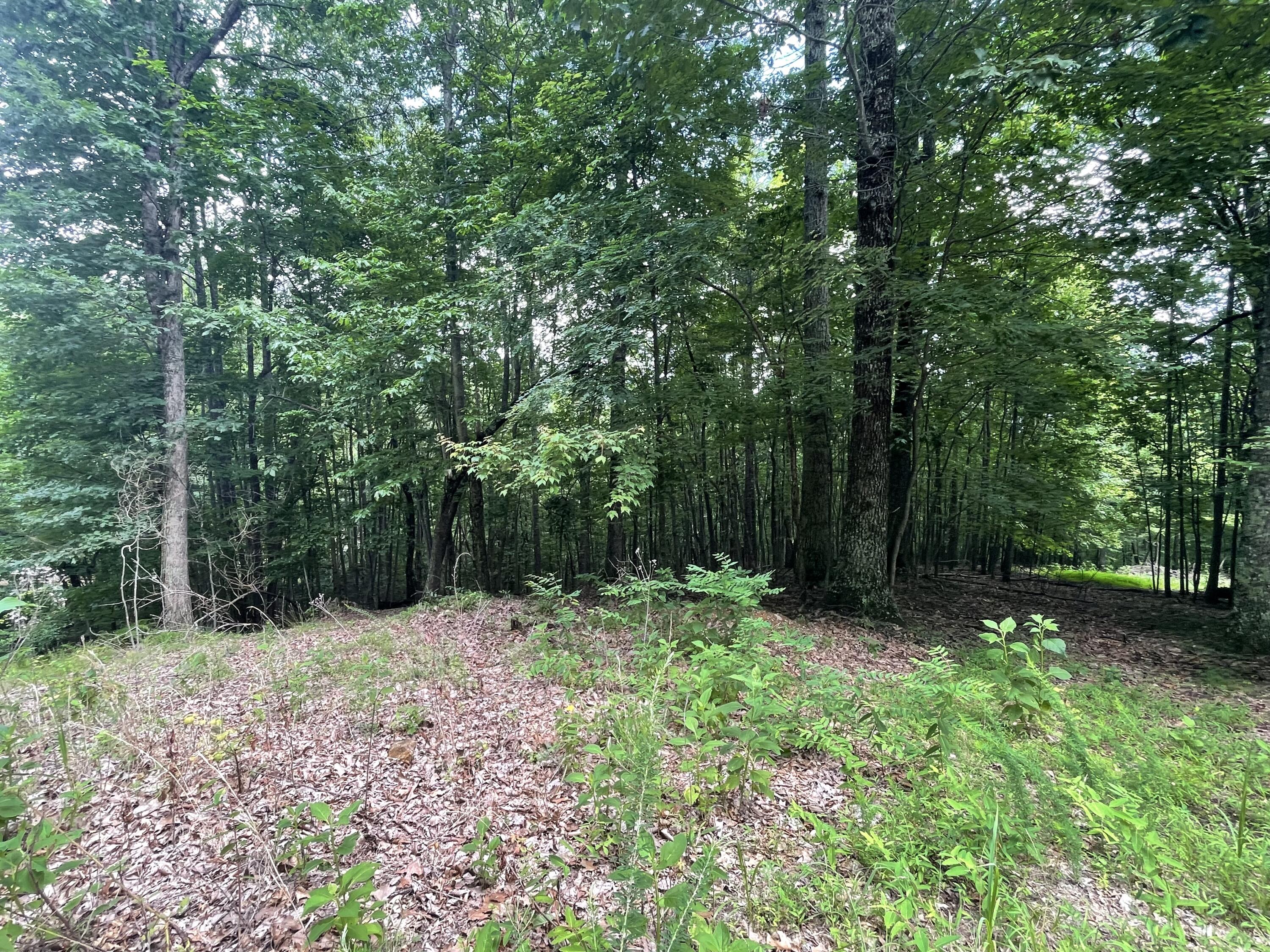 0 Hickory Falls Road Blue Ridge, VA 24064 - Photo 21 of 29 a view of a yard with large trees