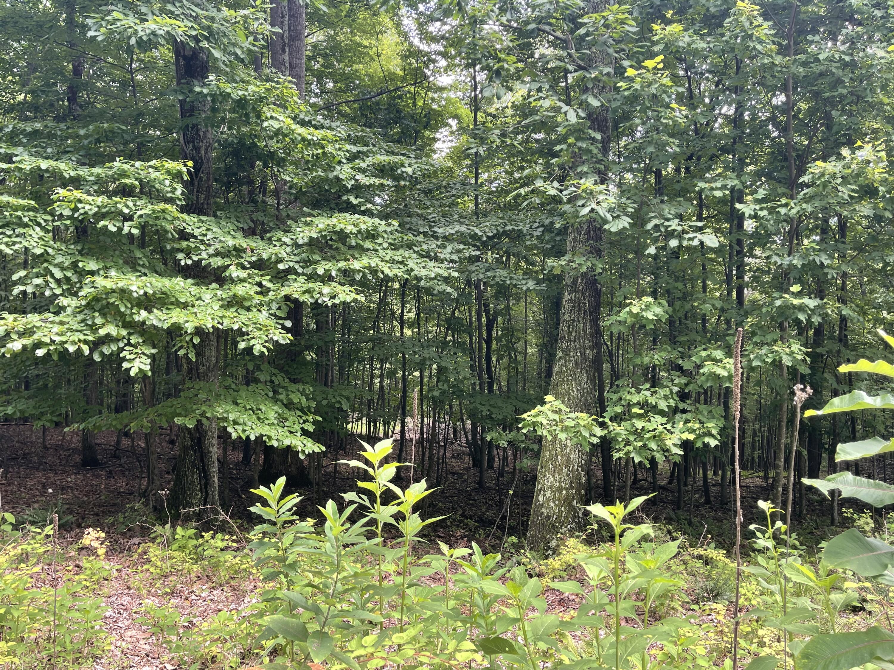 0 Hickory Falls Road Blue Ridge, VA 24064 - Photo 23 of 29 a backyard of a house with lots of green space and outdoor seating