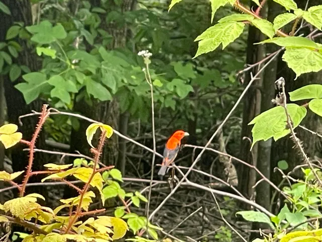 $67,900 | 0 Hickory Falls Road, Blue Ridge, VA 24064