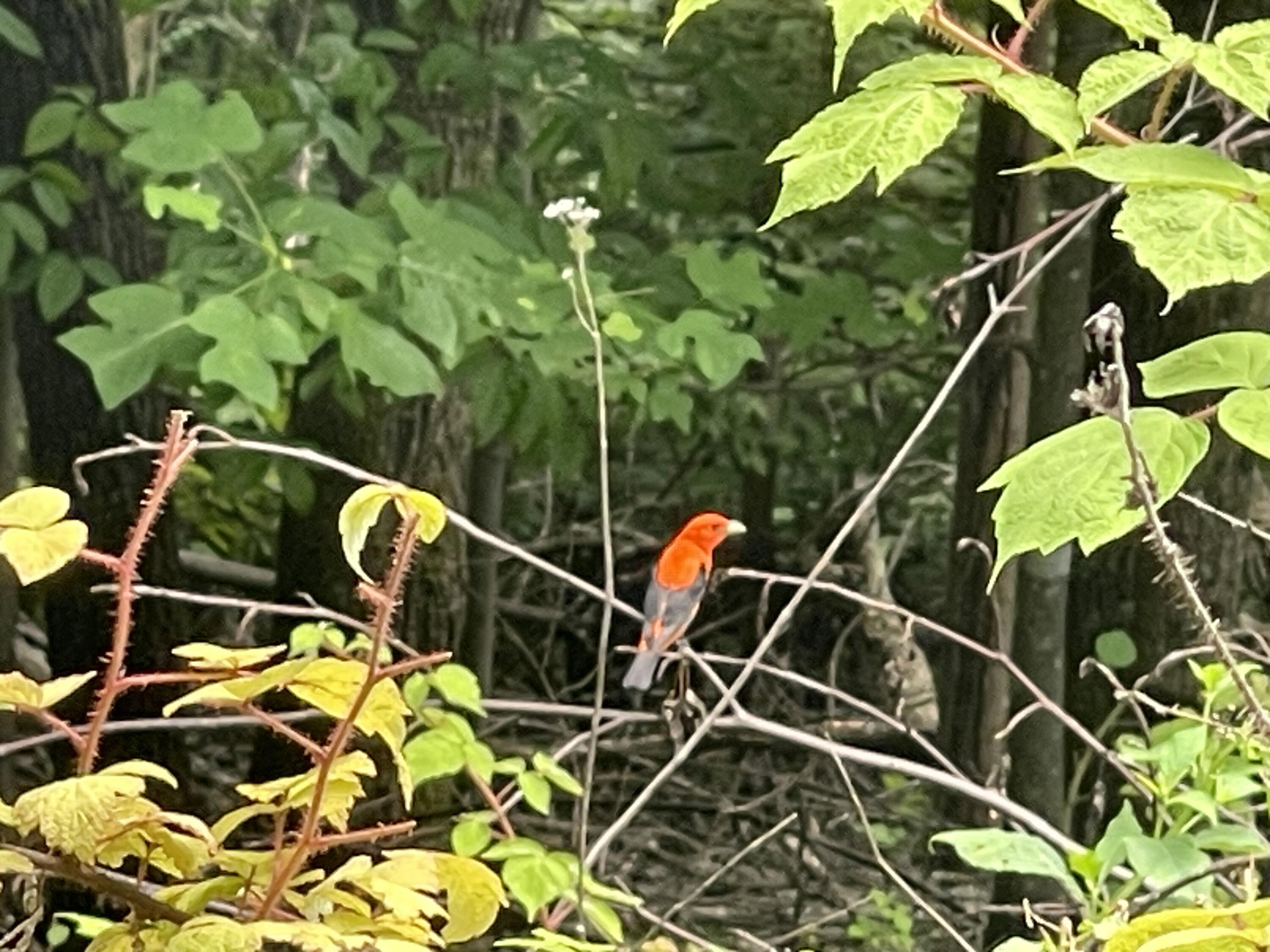 0 Hickory Falls Road Blue Ridge, VA 24064 - Photo 25 of 29 Photo Jul 10 2025, 2 58 36 PM