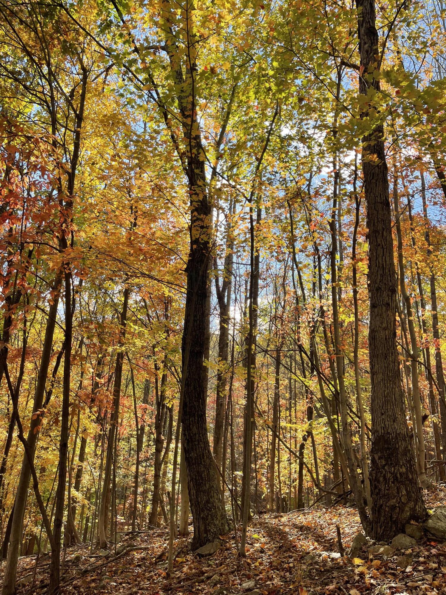 0 Hickory Falls Road Blue Ridge, VA 24064 - Photo 29 of 29 Photo Oct 31 2025, 3 42 33 PM
