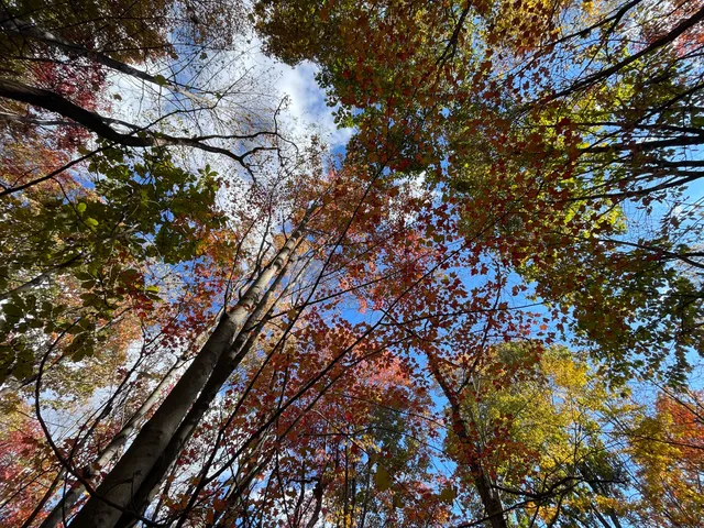 a view of a forest with trees