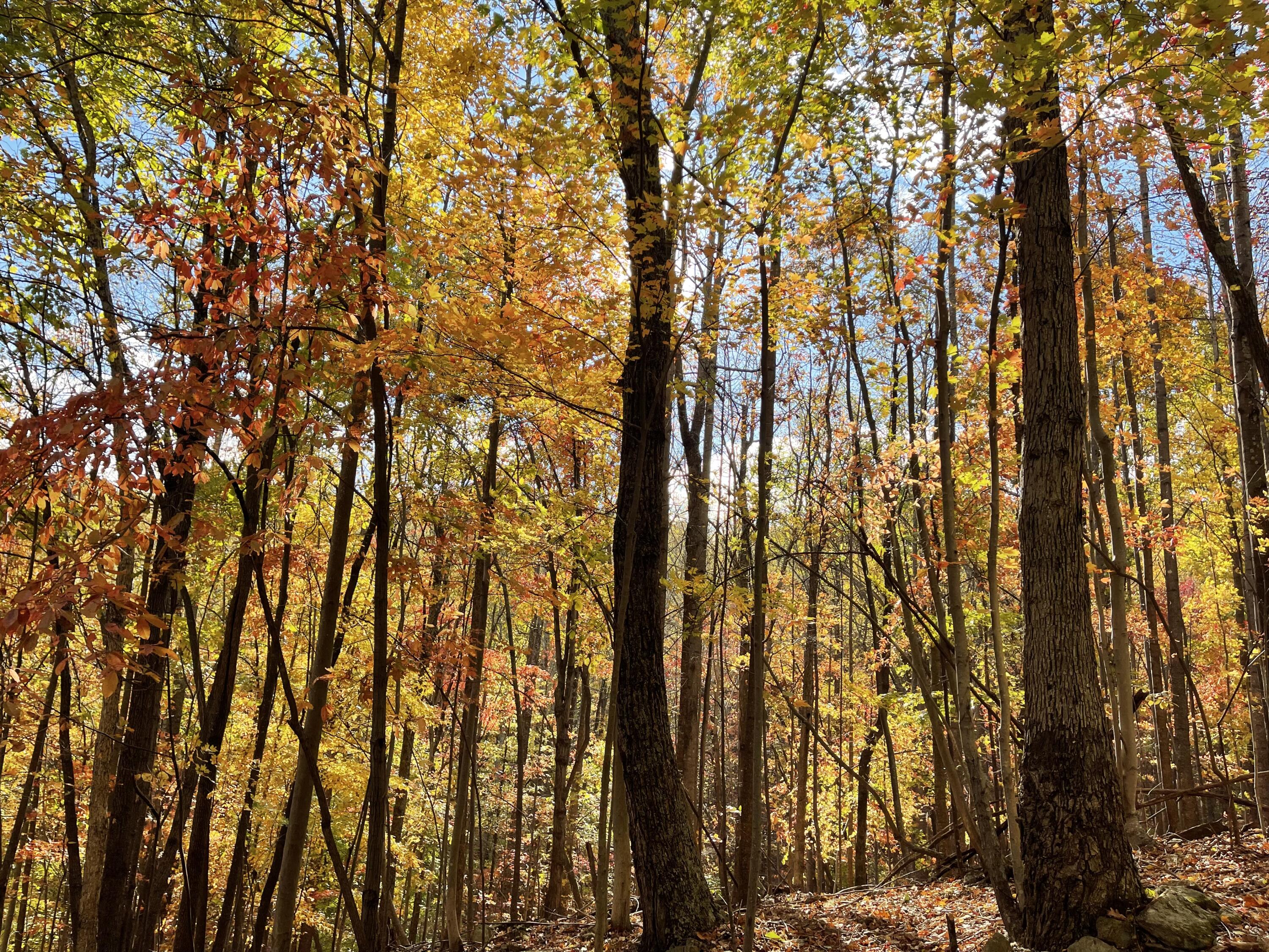 0 Hickory Falls Road Blue Ridge, VA 24064 - Photo 4 of 29 Photo Oct 31 2025, 3 42 40 PM