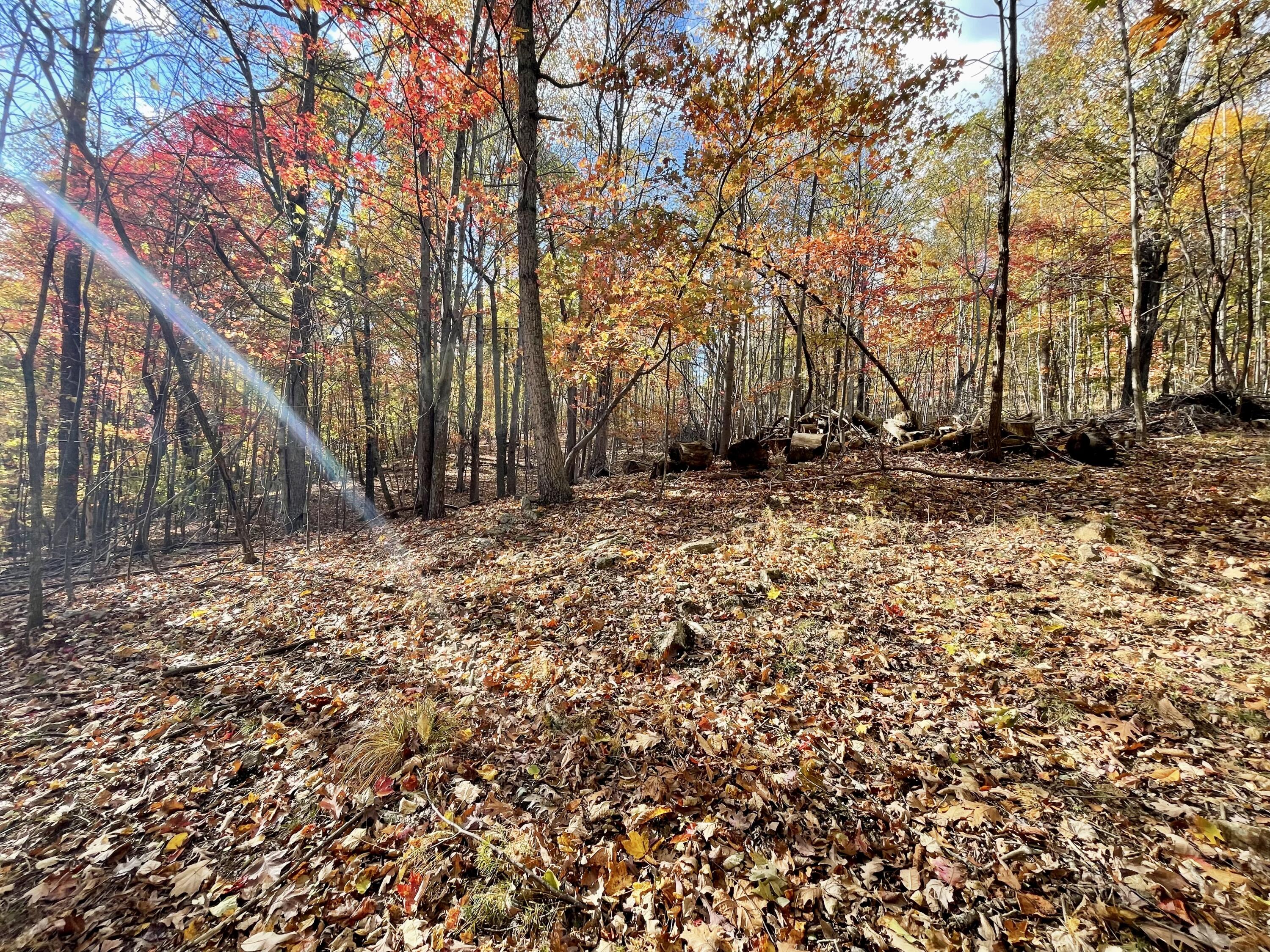 0 Hickory Falls Road Blue Ridge, VA 24064 - Photo 6 of 29 a backyard of a house with lots of green space
