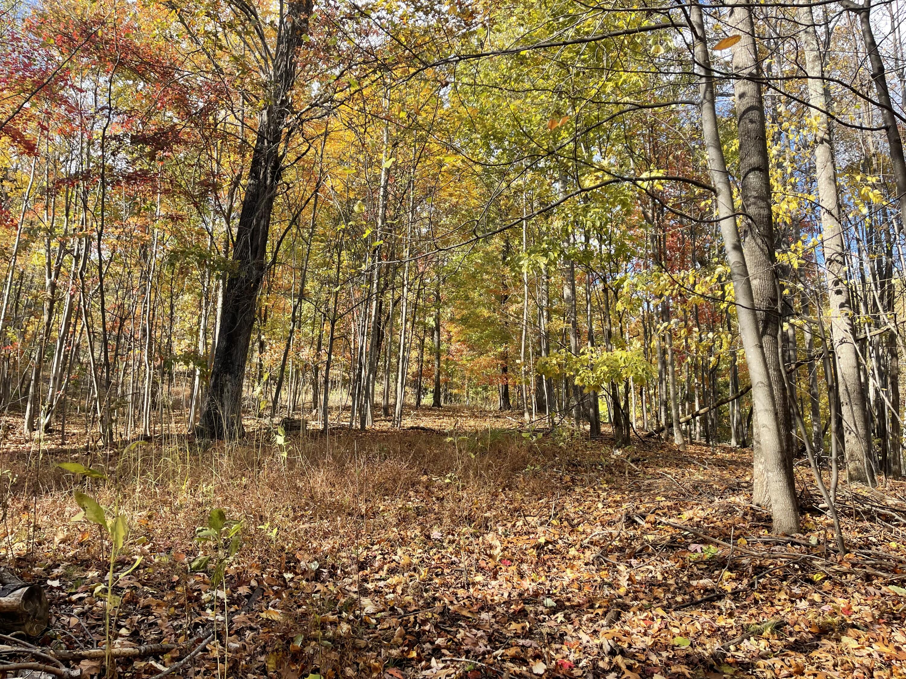 0 Hickory Falls Road Blue Ridge, VA 24064 - Photo 7 of 29 Photo Oct 31 2025, 3 40 30 PM
