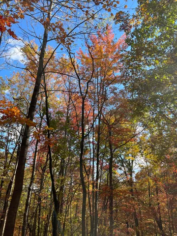 a view of a yard with plants and large trees