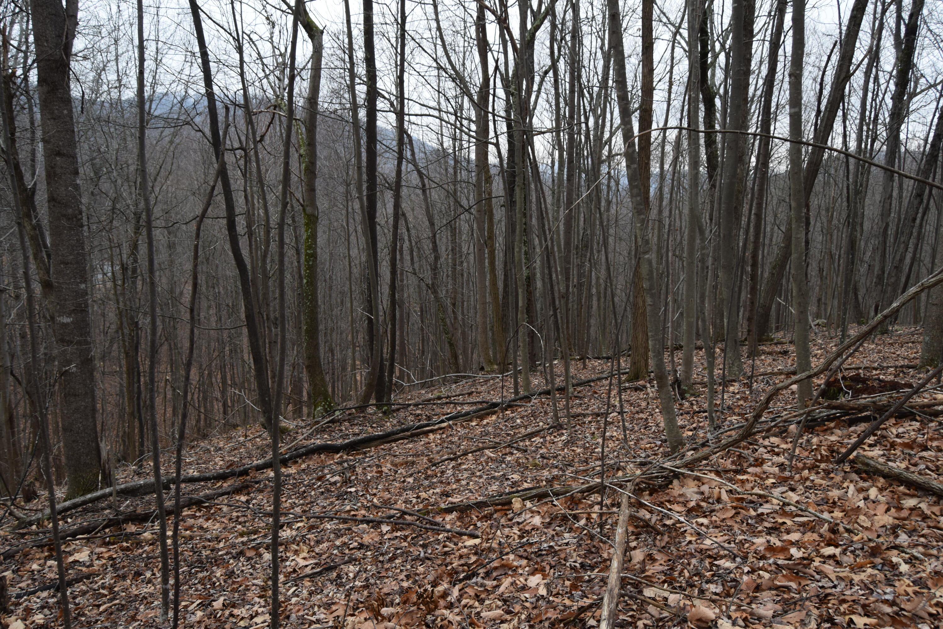 0 Hickory Falls Road Blue Ridge, VA 24064 - Photo 10 of 29 DSC_0653