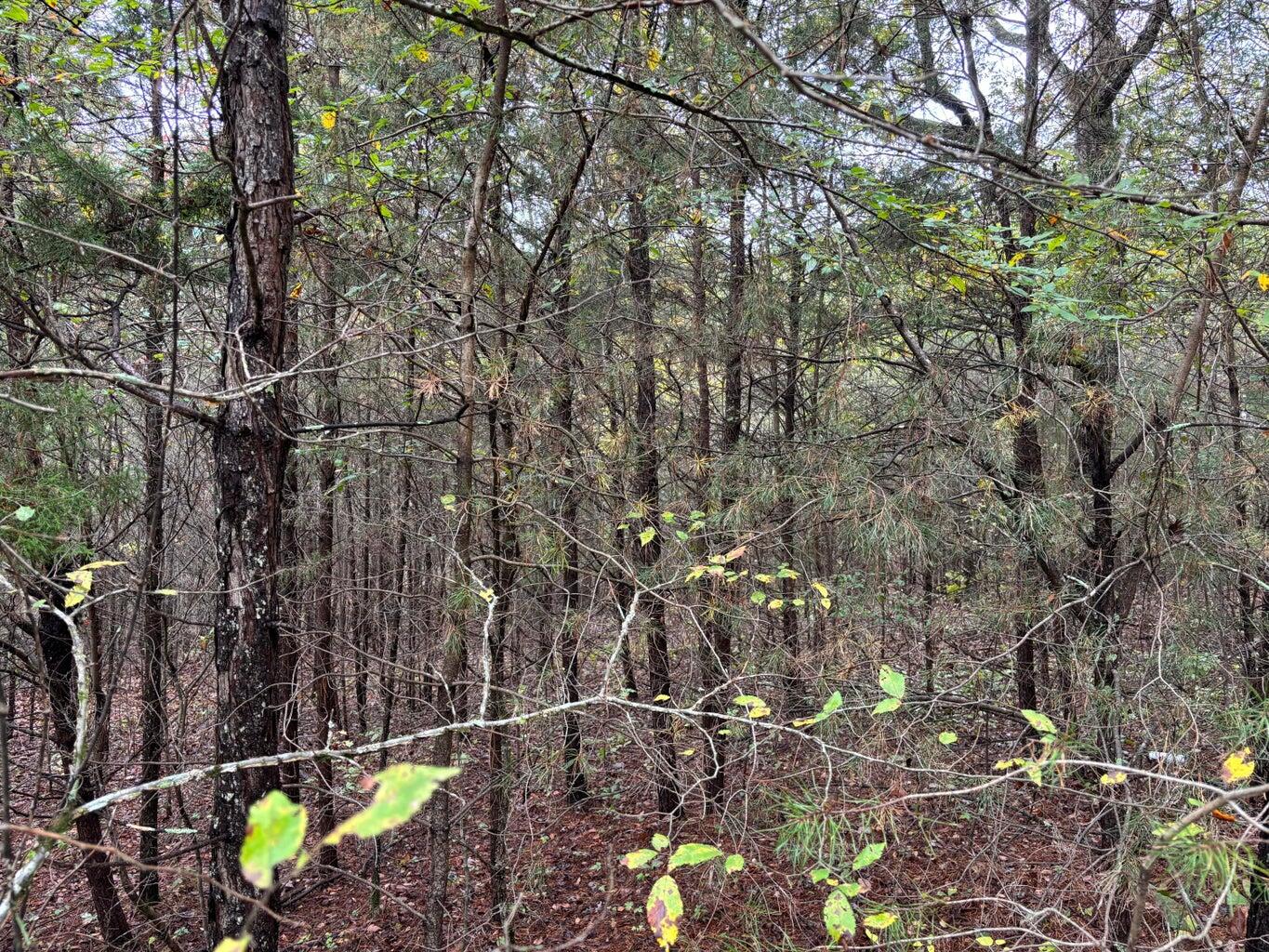 3 Countryside Drive Dunlap, TN 37327 - Photo 3 of 12 Countryside3(3)