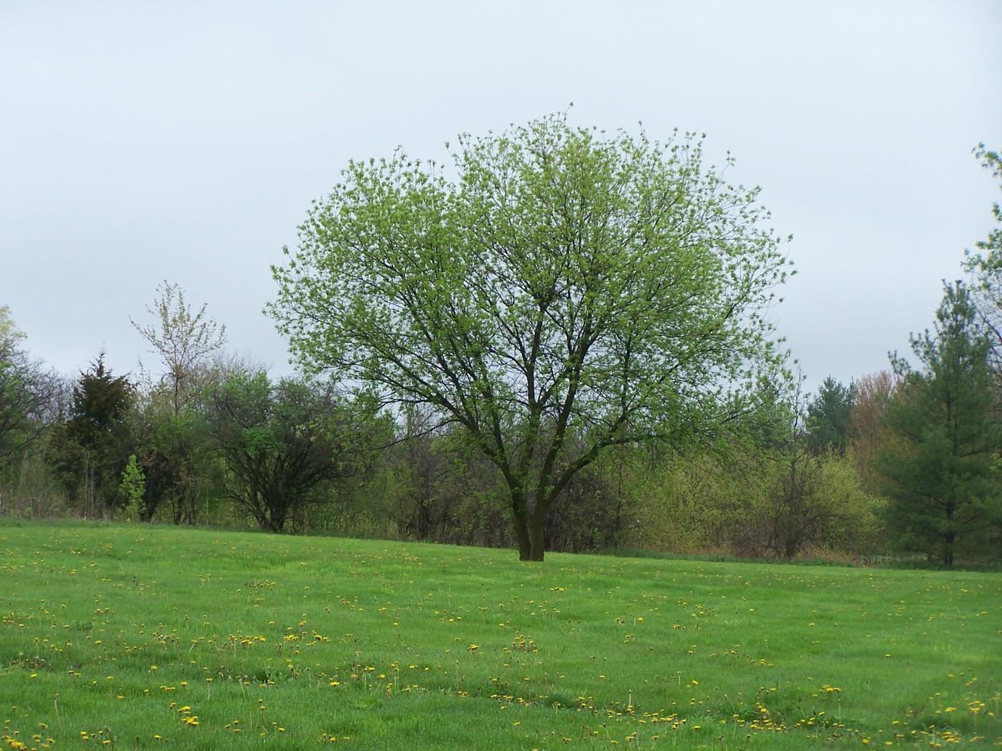 13810 Davis Road Woodstock, IL 60098 - Photo 12 of 13 a view of a grassy field with trees in the background