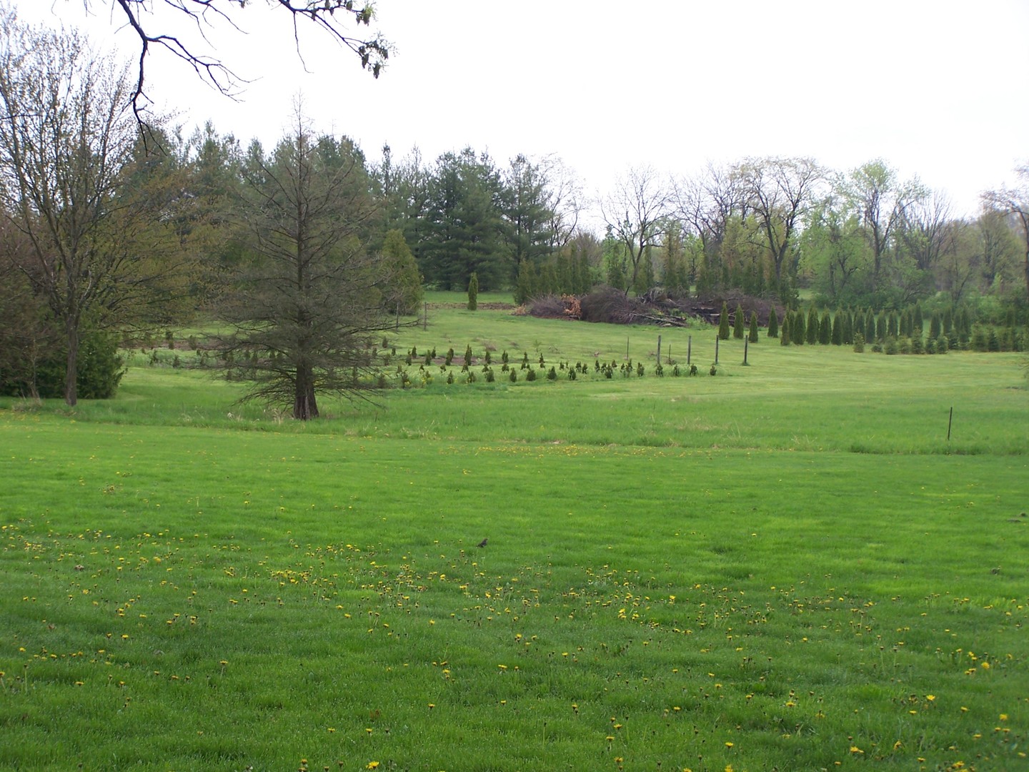 13810 Davis Road Woodstock, IL 60098 - Photo 5 of 13 a view of grassy field with trees