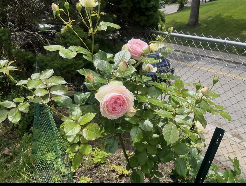 170 Poplar Street, Unit 1 Boston, MA 02131 - Photo 20 of 20 a view of a flower in a garden