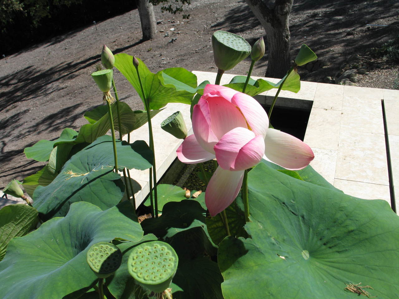 356 Woodley Road Montecito, CA 93108 - Photo 14 of 17 a bathroom with a sink mirror and toilet