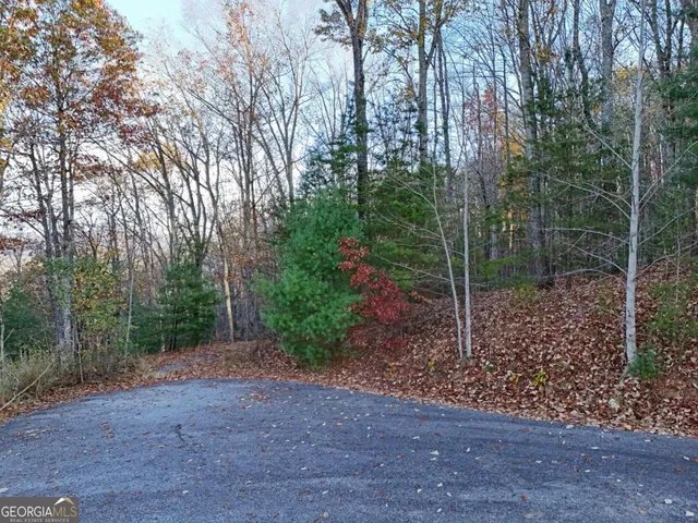 a view of a forest filled with trees
