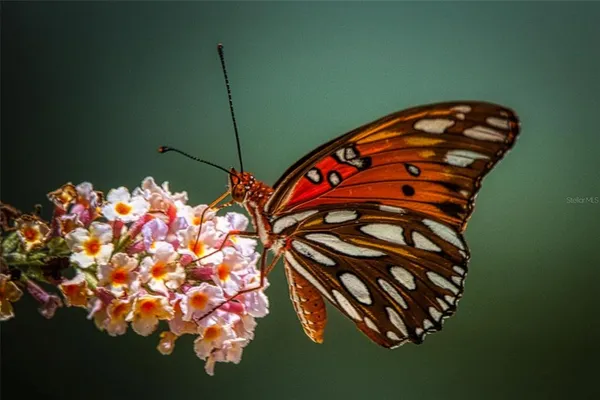 an aerial view of residential house with outdoor space