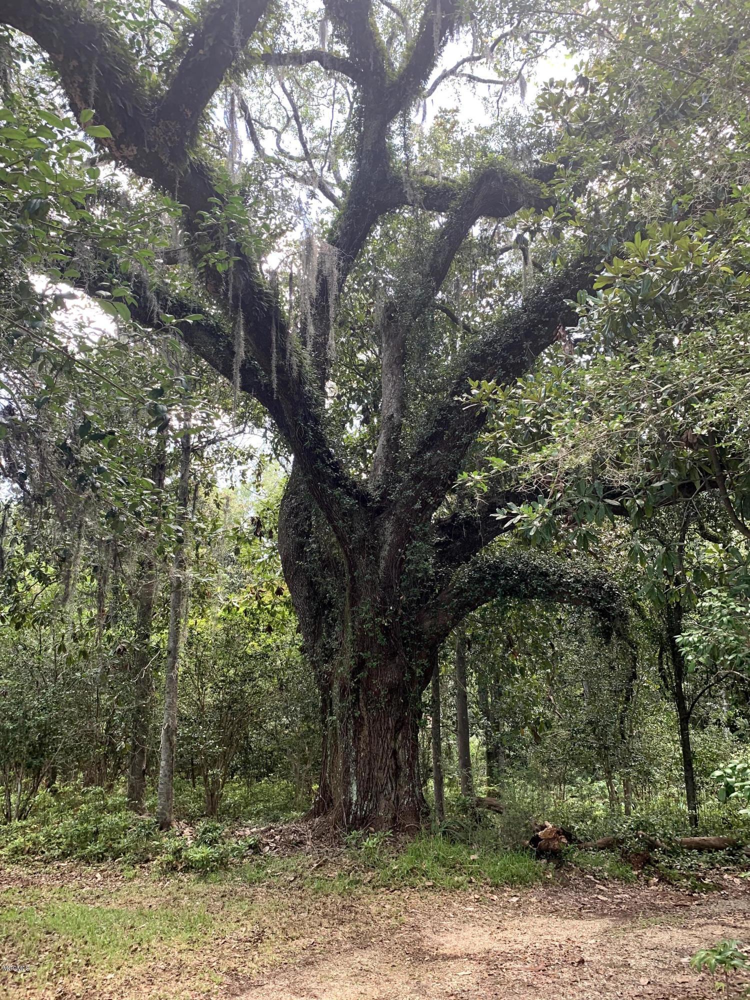 6670 Crump Road Kiln, MS 39556 - Photo 34 of 58 Live oak tree
