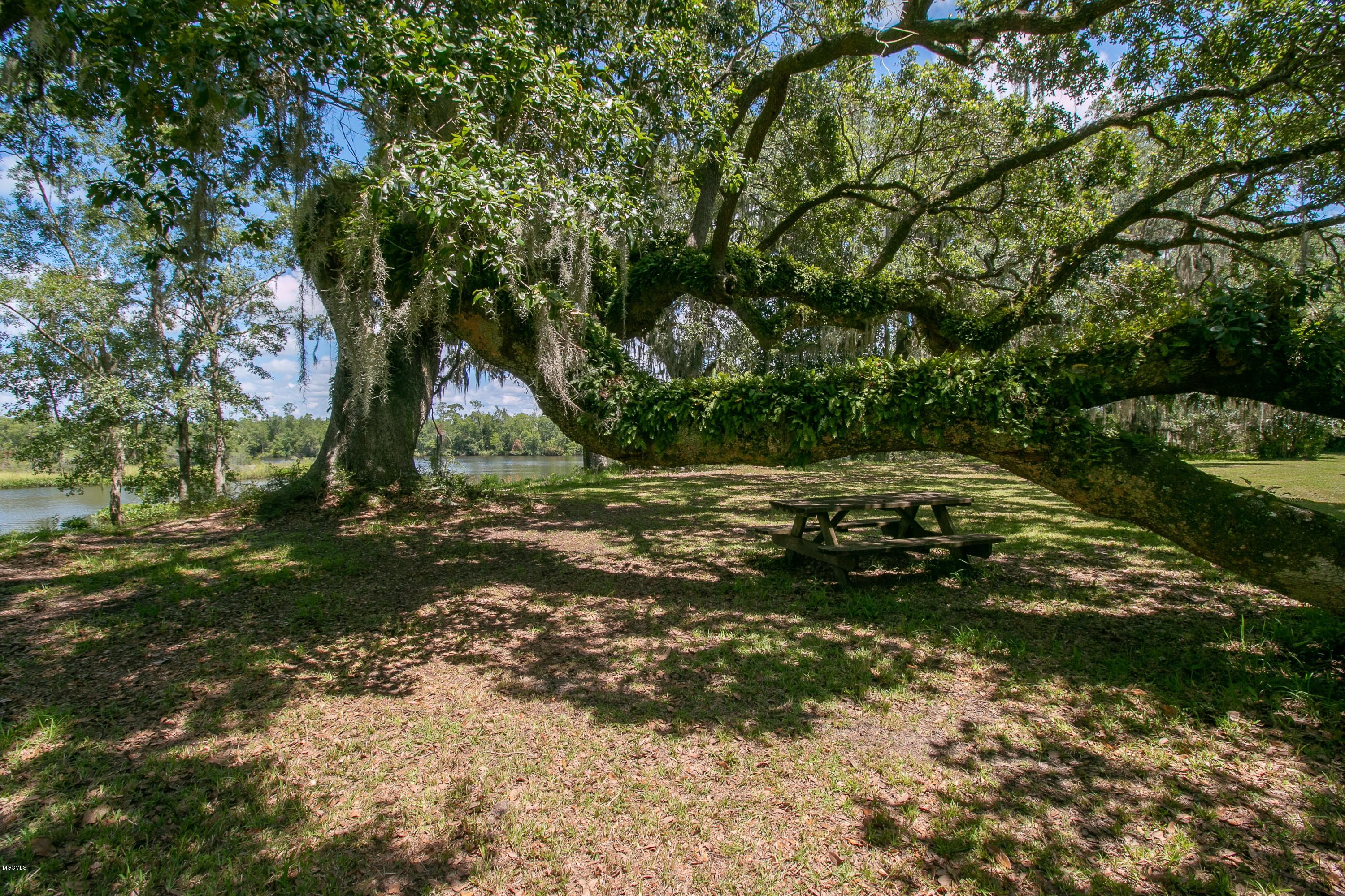 6670 Crump Road Kiln, MS 39556 - Photo 10 of 58 Large live oak tree