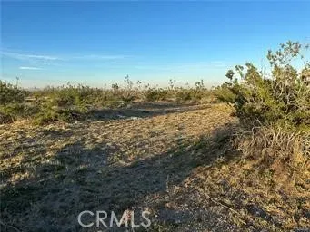 a view of a dry yard