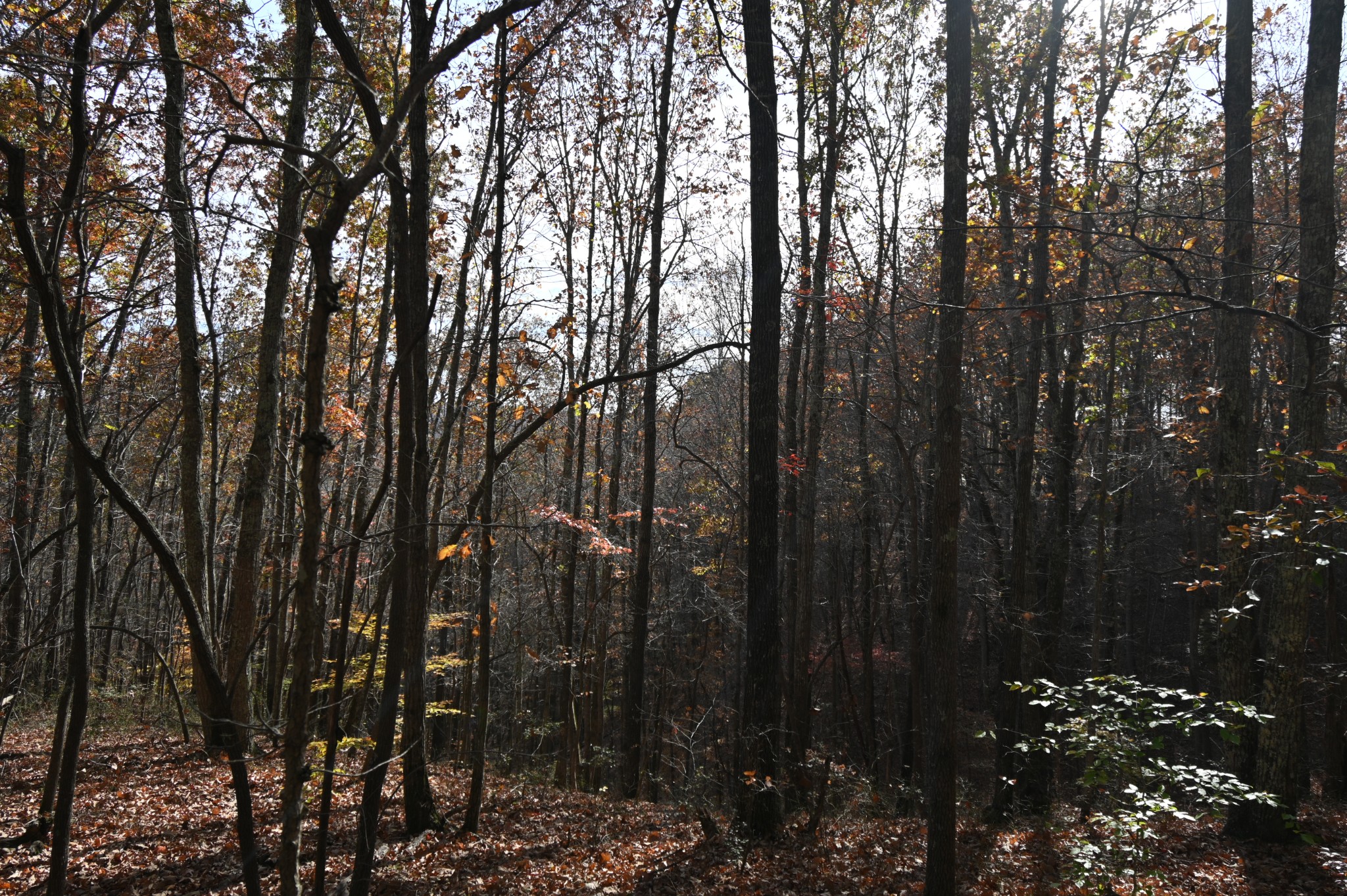 0 Airport Ridge Road Linden, TN 37096 - Photo 12 of 16 a view of forest