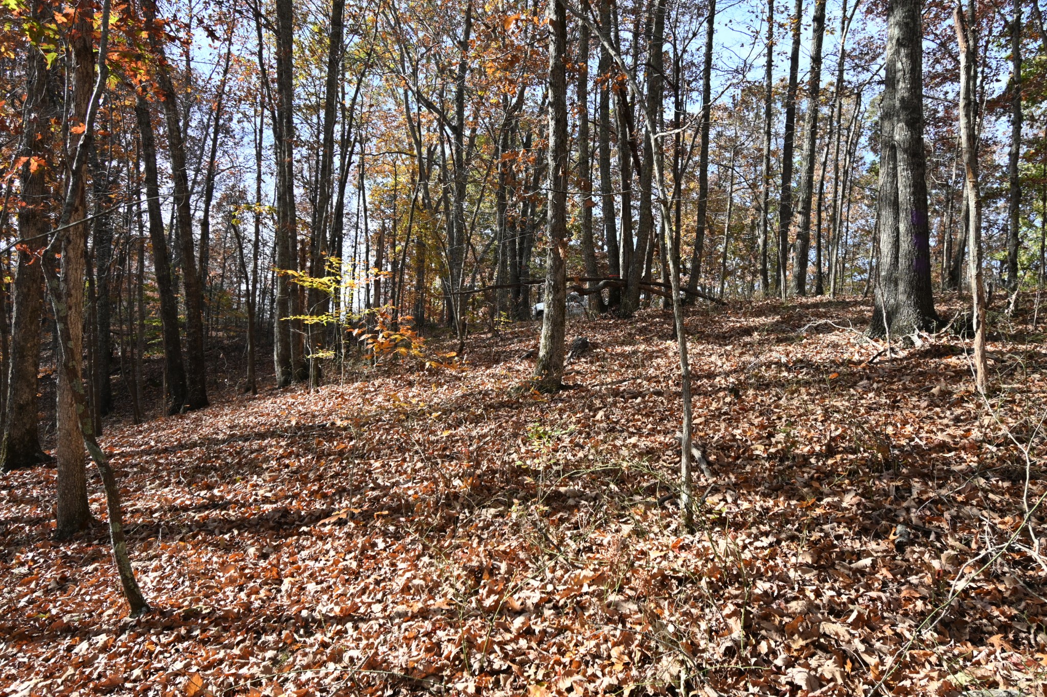 0 Airport Ridge Road Linden, TN 37096 - Photo 13 of 16 a backyard of a house with lots of green space