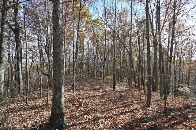 a view of a forest with lots of trees